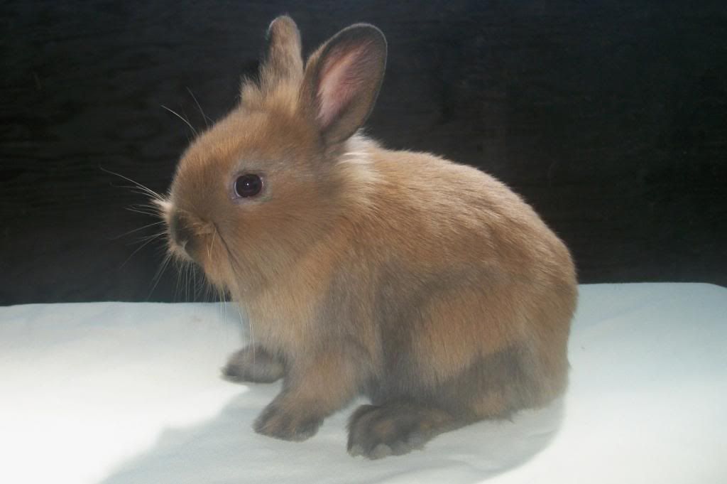 Need Help With Lionhead Colors Rabbit Colours And Genetics