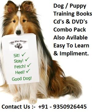 dog-training photo:dog behavior training 