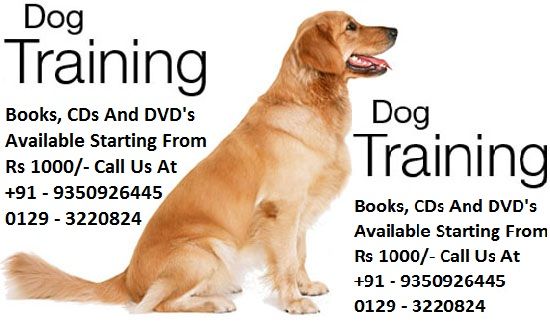 dog-training photo:protection dog training 