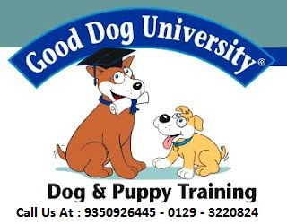 dog-training photo:How to fix dog training orlando fl 