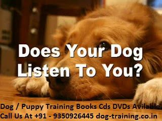 dog-training photo:dog training separation anxiety 