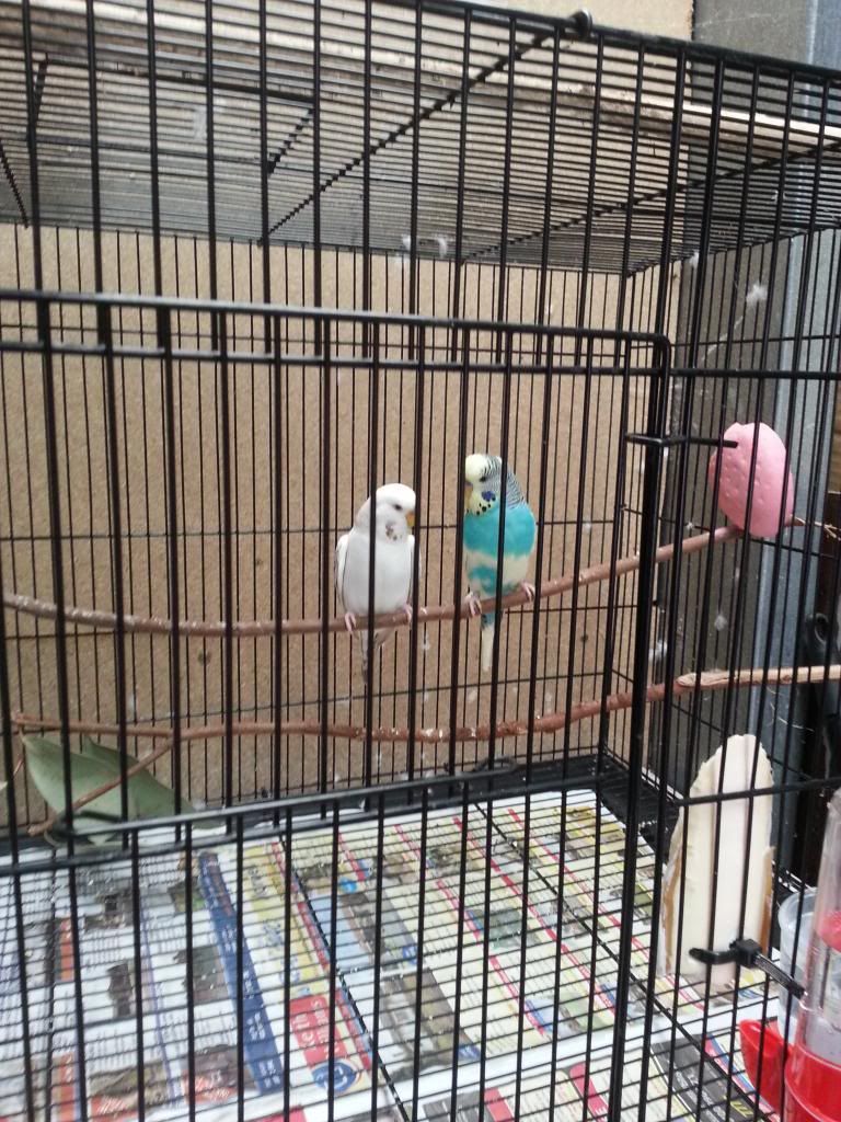 20130117_163505_zpsfdb1c23a.jpg?t=1358489718