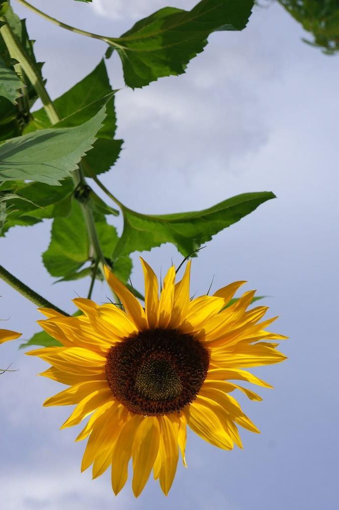 flowers photo: sunflower of a sunny day DSC07713_zps1e740606.jpg