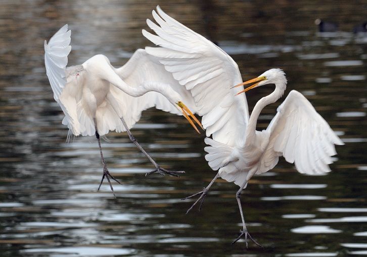 1332572595_egrets-fighting_zps49fb8ac2.jpg