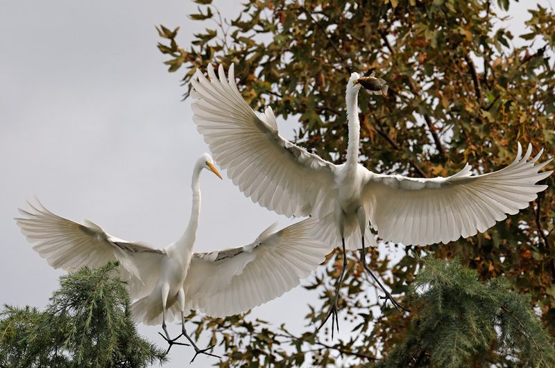 1332572717_egrets-fish-tree_zpse4c7f65b.jpg