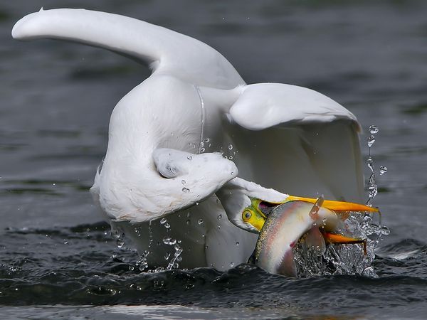 1332573689_aquatic-great-egret_13046_600x450_zpsd34ade5f.jpg