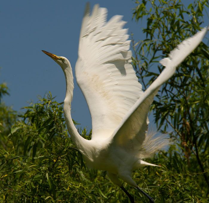 1332574862_Red-EgretFlight1_zpsae9d34a2.jpg