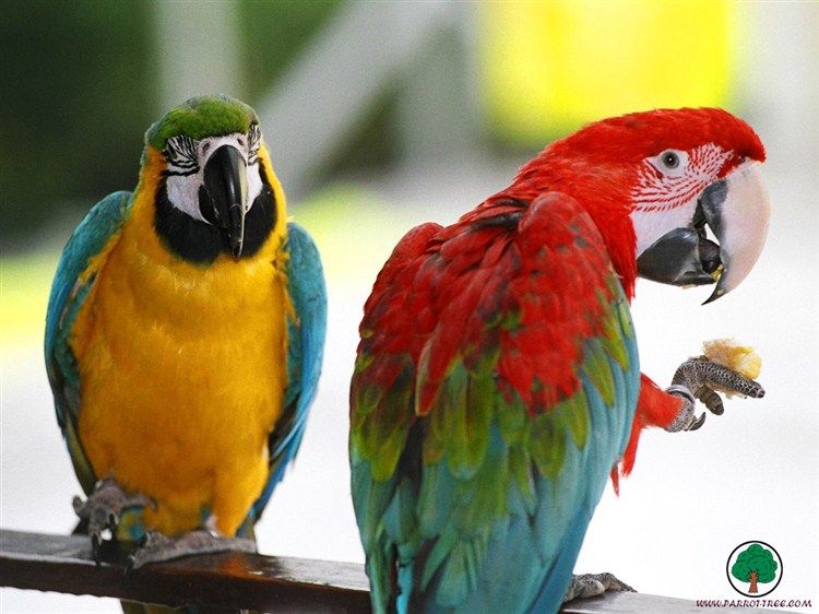 Wallpapers-Parrots-01_zps842e0eee.jpg