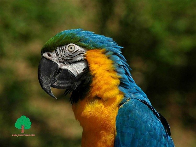 Wallpapers-Parrots-44_zpsa494042d.jpg