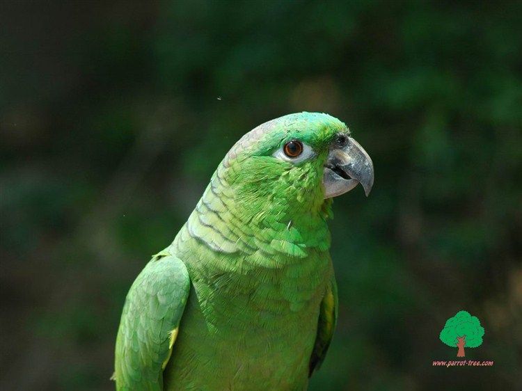 Wallpapers-Parrots-45_zps7d2df4c1.jpg