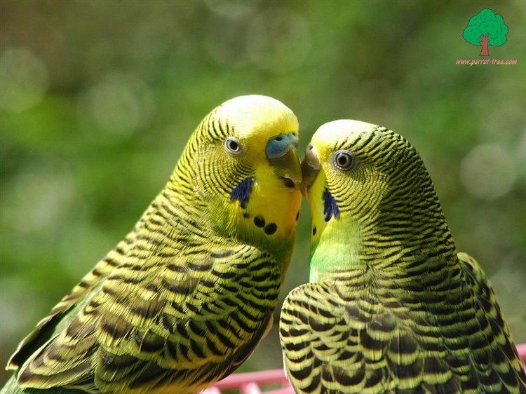 Wallpapers-Parrots-49_zps9b4e73fb.jpg