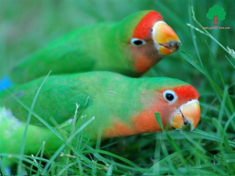 Wallpapers-Parrots-58_zps0fc3dbd0.jpg