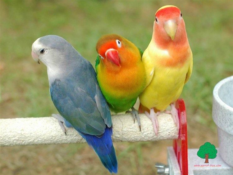 Wallpapers-Parrots-82_zpsd0b32e35.jpg