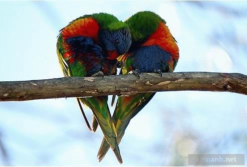 animals_in_love_01_zps563646d3.jpg