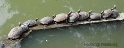 animals_queue_10_zpsb621676f.jpg