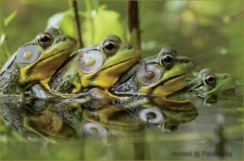 animals_queue_21_zps798d3843.jpg