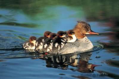 animals_queue_7_zps4a0ba679.jpg