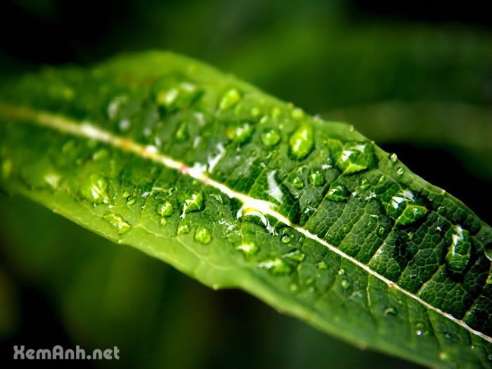 awesome-drop03_zps903c5855.jpg