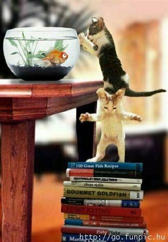 funny_picture_105_zps9271352f.jpg