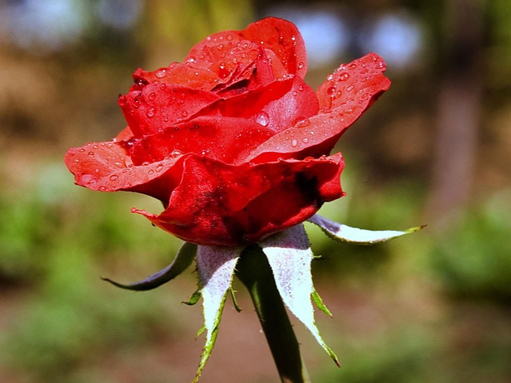 The-best-top-desktop-roses-wallpapers-hd-rose-wallpaper-27-red-rose-in-bloom_zpse8a758d5.jpg