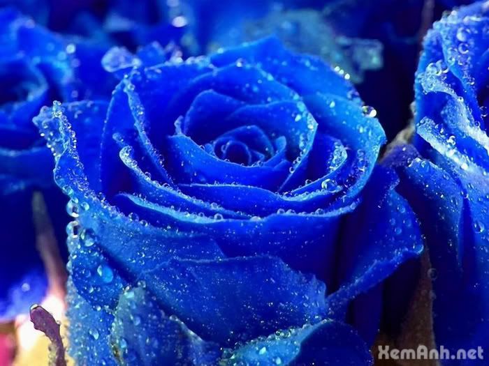 awesome-flower02_zps0b42af17.jpg