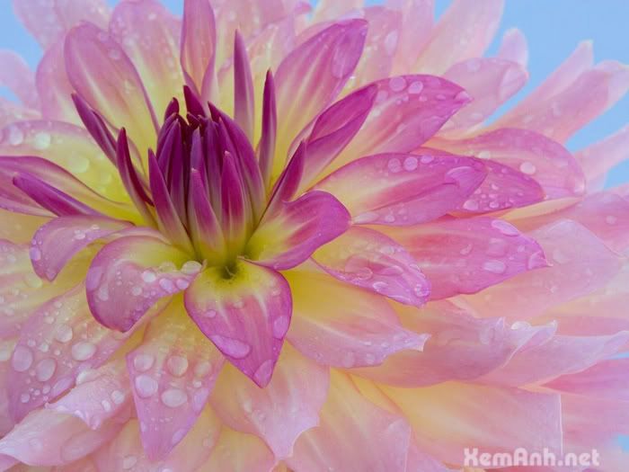 awesome-flower03_zpscf99be98.jpg