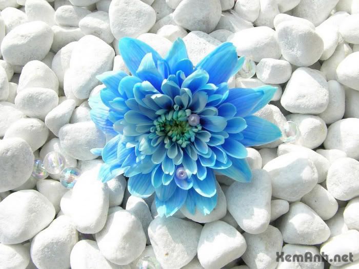 awesome-flower08_zps346251b6.jpg