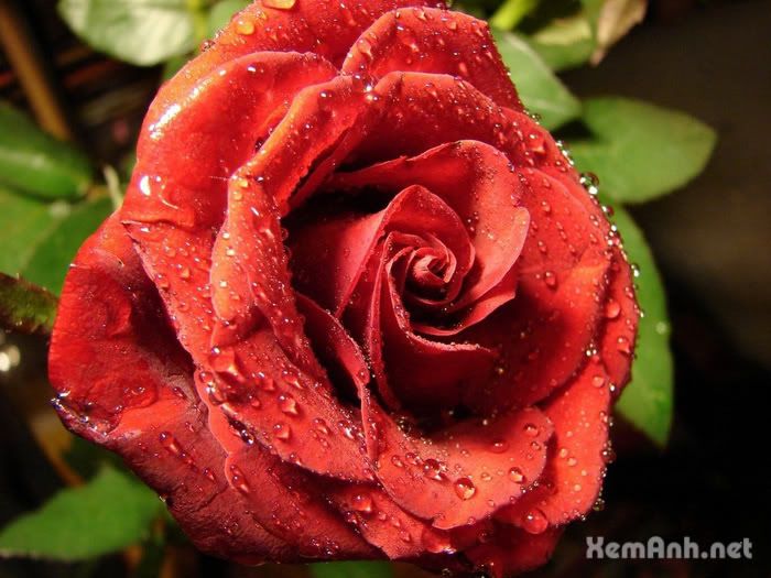awesome-flower12_zps9aeb73cb.jpg