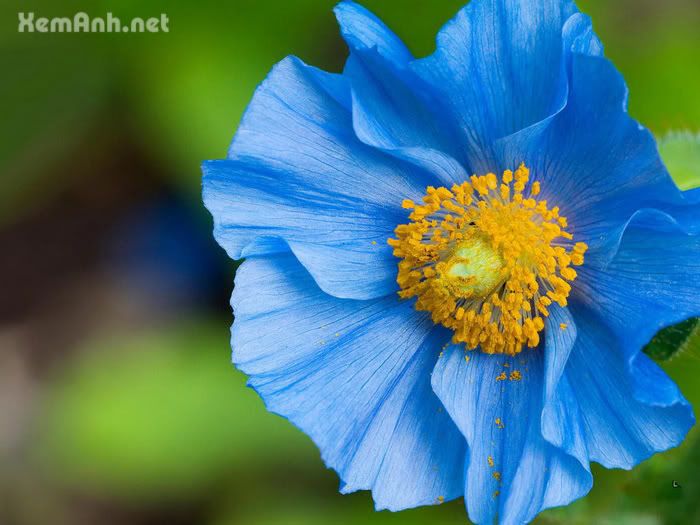 awesome-flower14_zpsc86789fe.jpg
