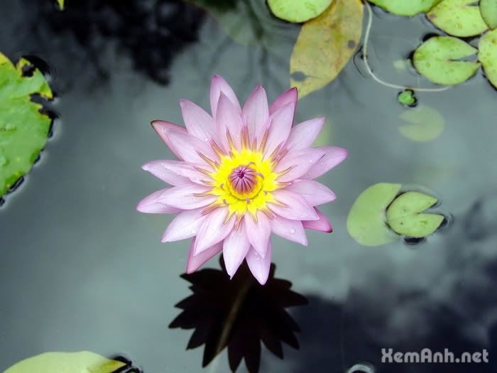 awesome-flower15_zps76e0697e.jpg