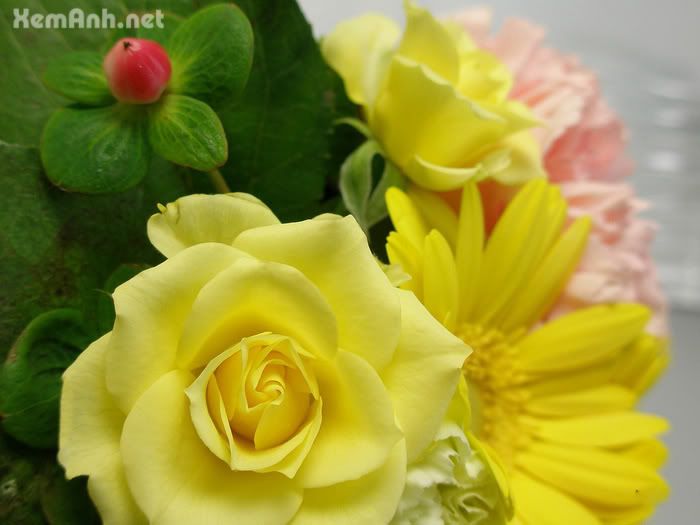 awesome-flower17_zpsf7dc16c2.jpg