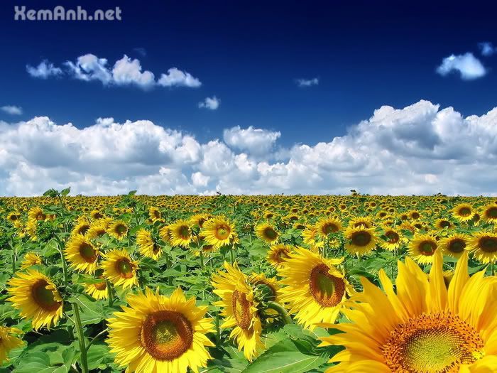 awesome-flower21_zpsdba2afcb.jpg