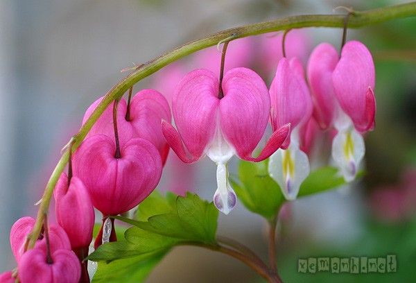 flower34_zps7618bf3b.jpg