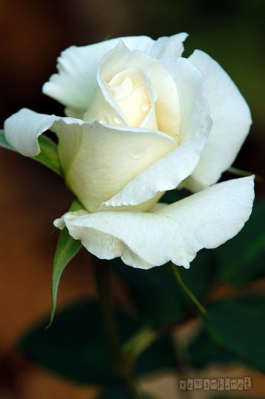 flower43_zps338382b9.jpg