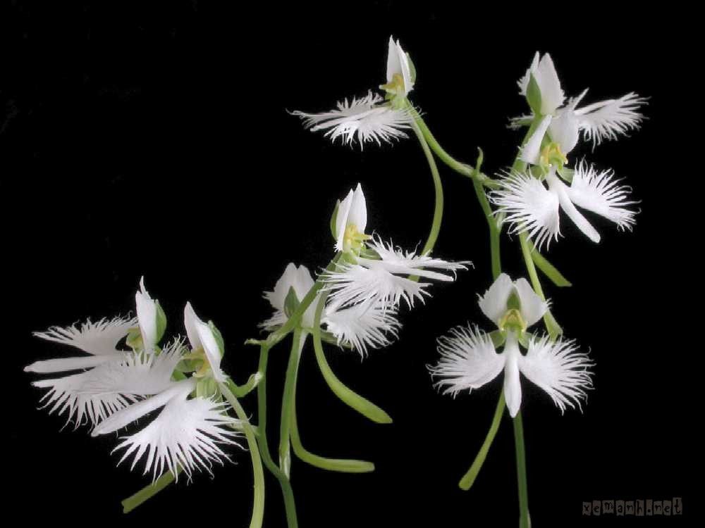 flower46_zps04445230.jpg