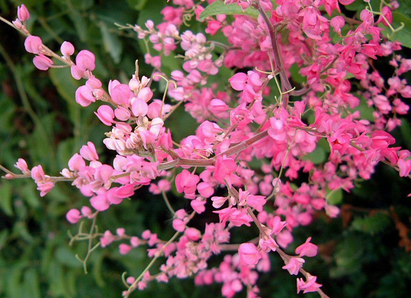 flower53_zps69fd5a41.jpg