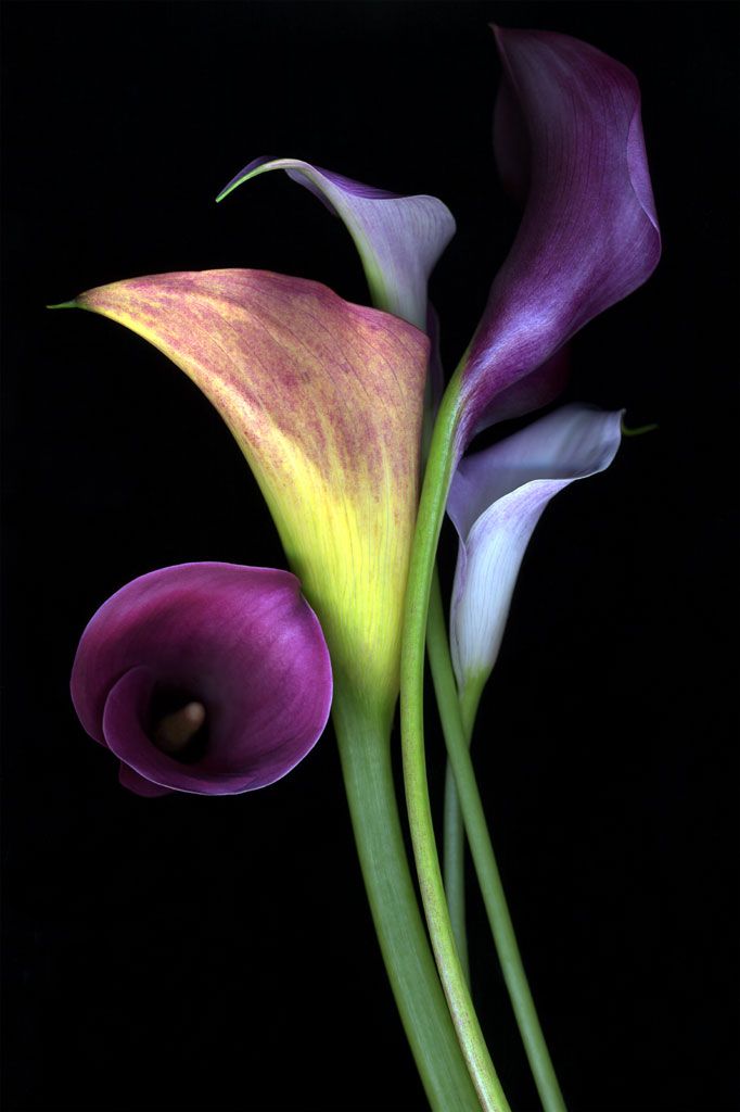 flower6_zpsef14cb1c.jpg