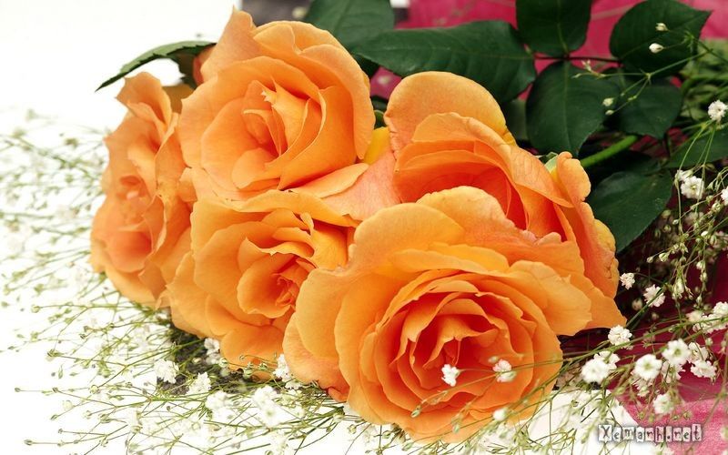 flower_2_zps58aa3931.jpg