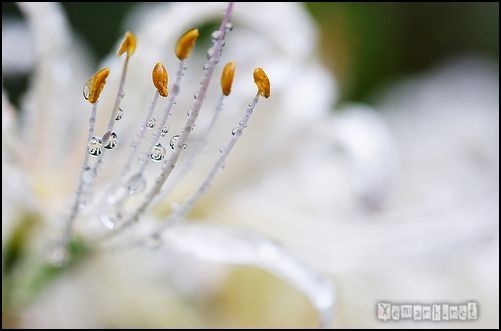 flower_dropwater_11_zps733c52a4.jpg