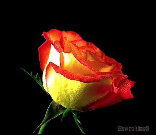 flower_dropwater_13_zpsf60bc4a8.jpg