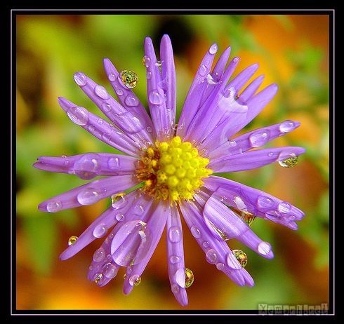 flower_dropwater_15_zps4b8eb1b2.jpg