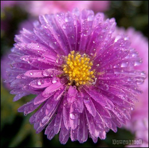 flower_dropwater_17_zps6b8fc5a6.jpg