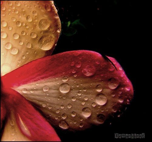 flower_dropwater_21_zps680440ea.jpg