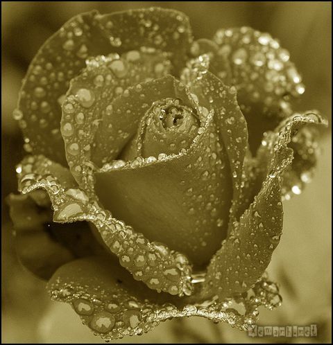 flower_dropwater_24_zps2d387049.jpg