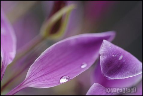 flower_dropwater_31_zps9c351975.jpg