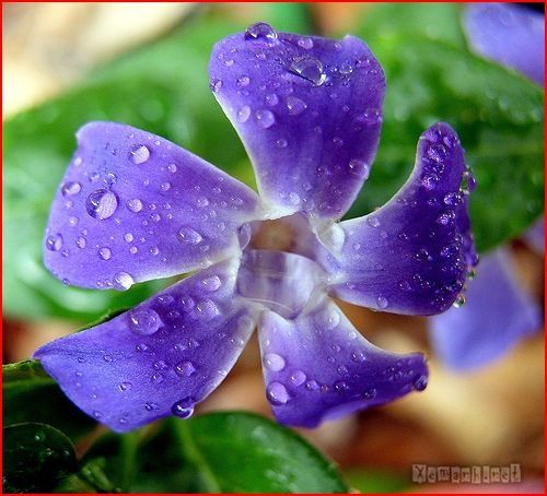 flower_dropwater_38_zps4fea8dd9.jpg