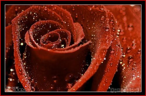 flower_dropwater_43_zps0856580a.jpg