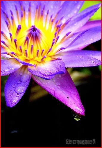 flower_dropwater_45_zps087ffbd6.jpg