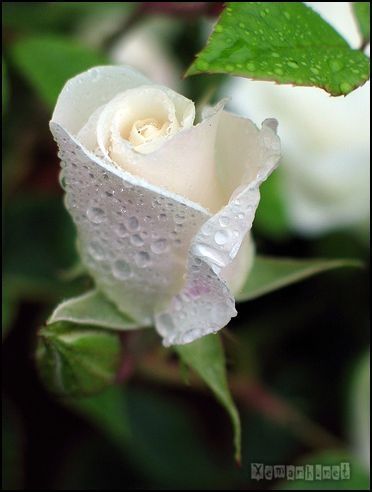 flower_dropwater_50_zpsadb9ece9.jpg