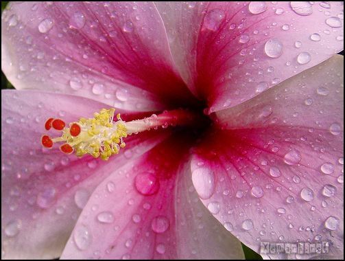 flower_dropwater_53_zpsf729baaa.jpg